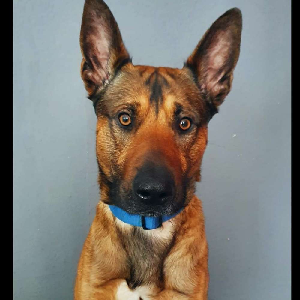 Hundetreffen-Schmechtinwiese Bochum-Profilbild