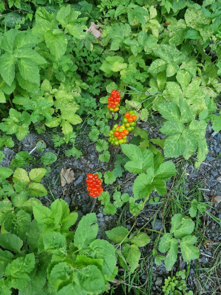 Giftköder-Aronstab (Giftpflanze)-Profilbild