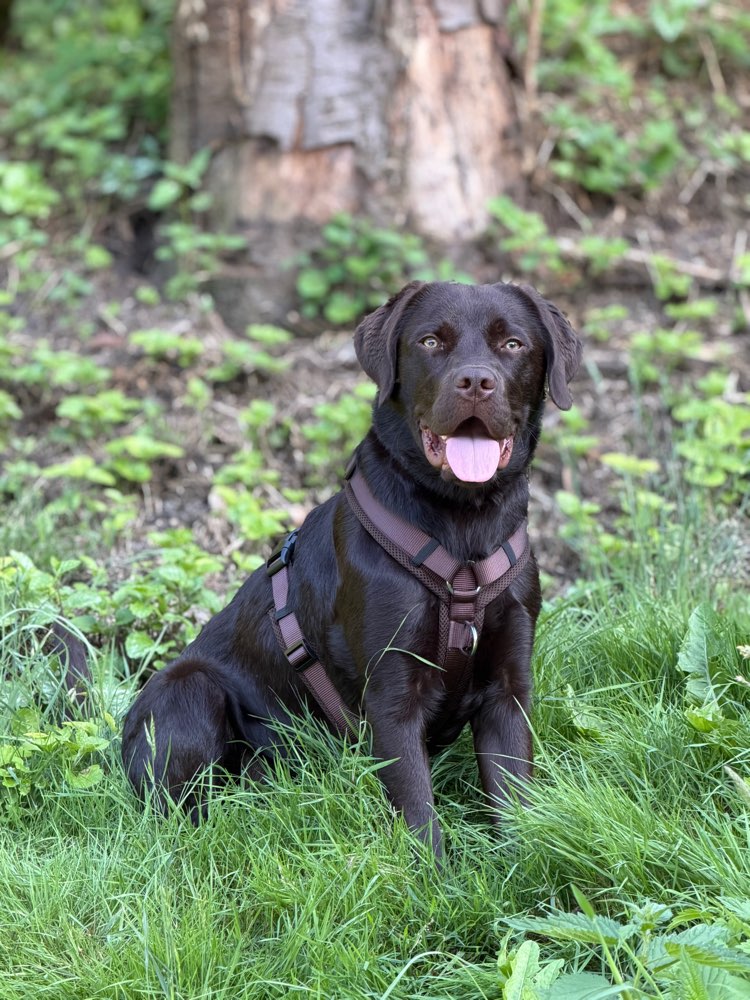 Hundetreffen-Junghund / Spieletreff im Wald oder Feld-Profilbild