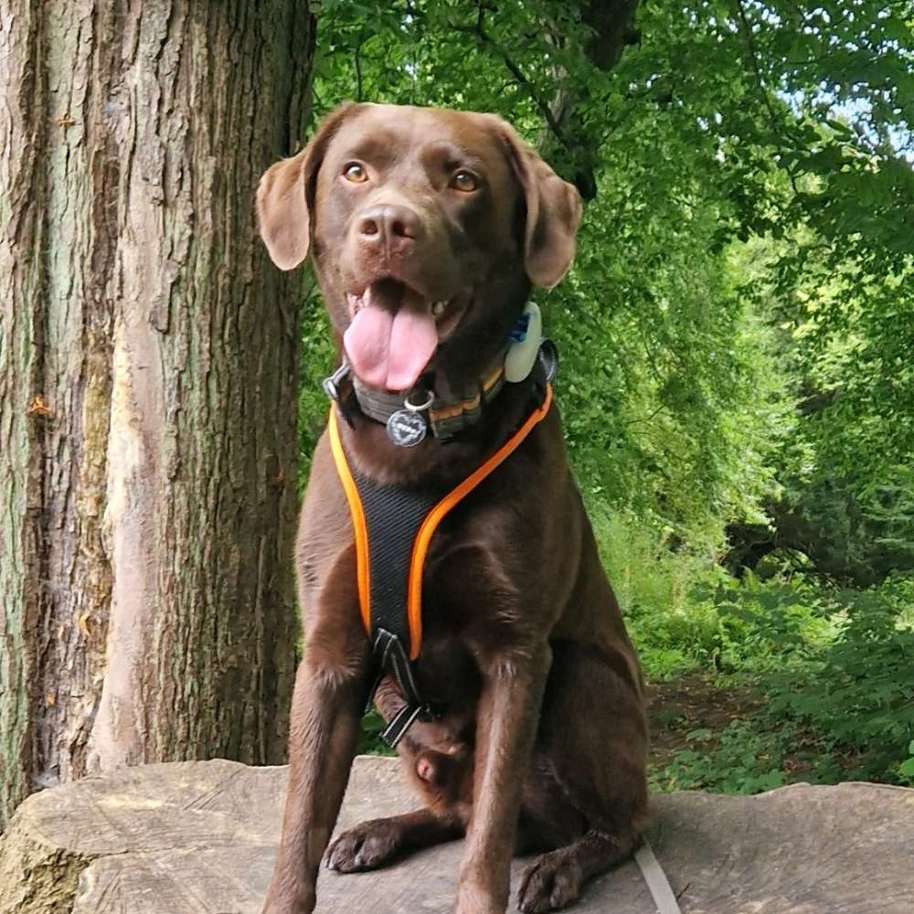 Hundetreffen-Spielgefährten für intakten 3 jährigen Labrador Rüden-Profilbild