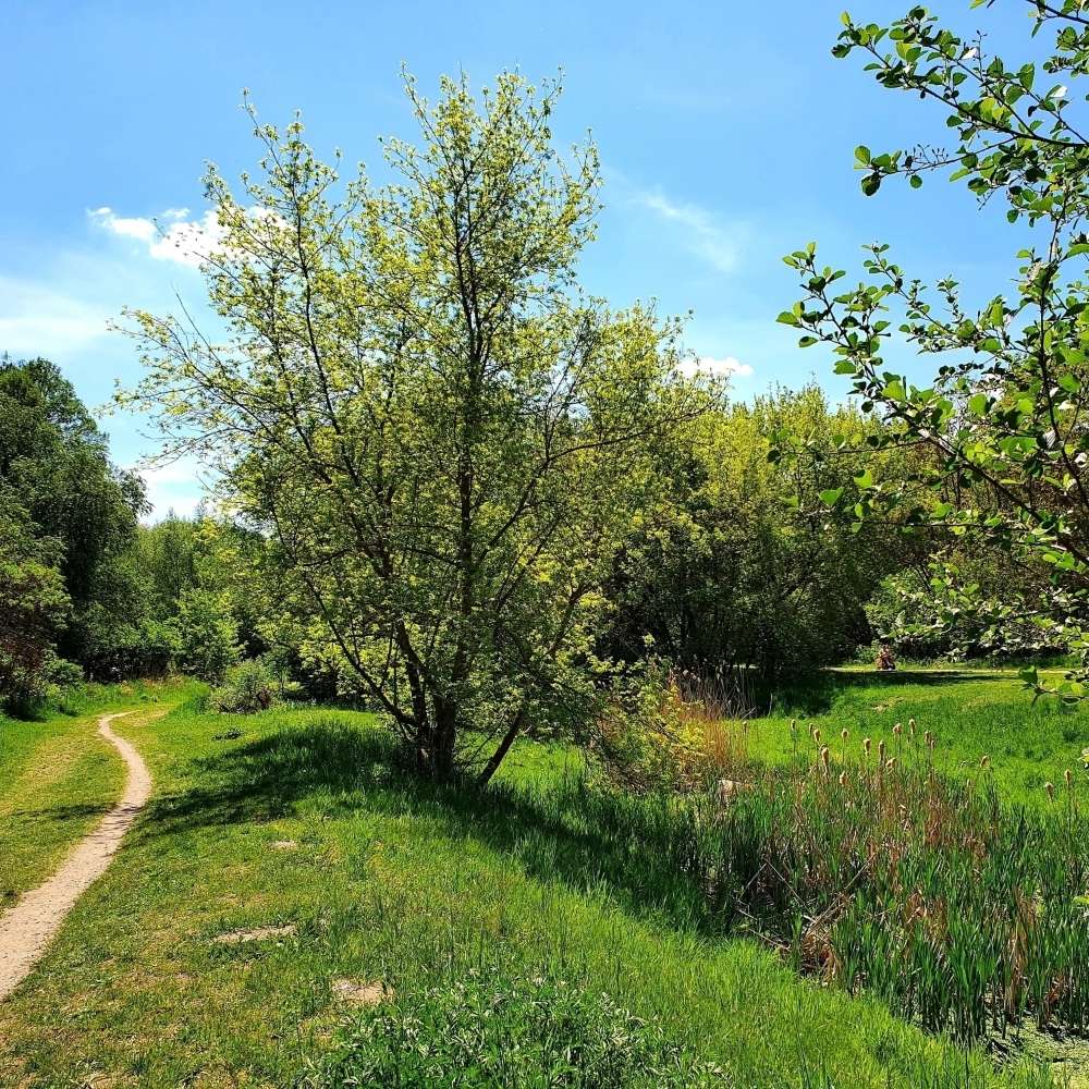 Hundetreffen-Hunde treffen am Ahrensfelder Berg-Profilbild