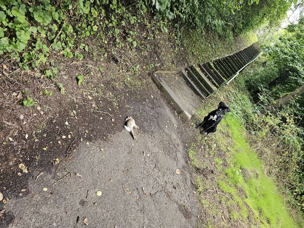 Giftköder-Toter Hase-Profilbild