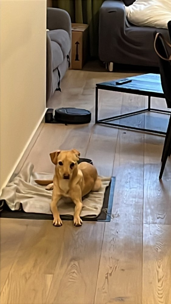 Hundetreffen-Spaziergänge/Toben-Profilbild