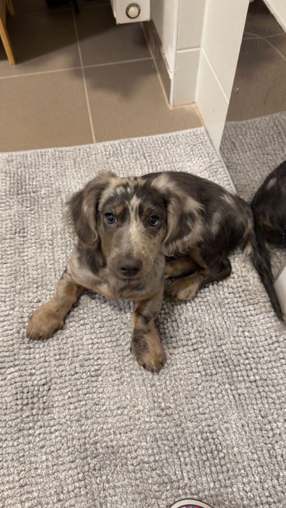 Hundetreffen-Playdate with Dachshund-Profilbild