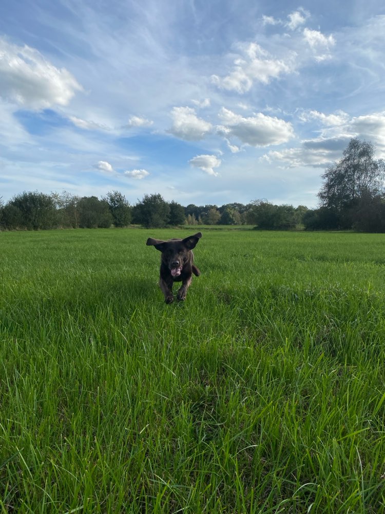 Hundetreffen-Hundetreff-Profilbild