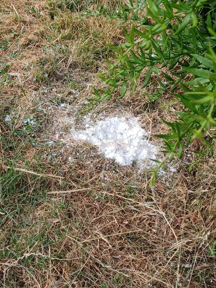 Giftköder-Weisses Pulver-Profilbild