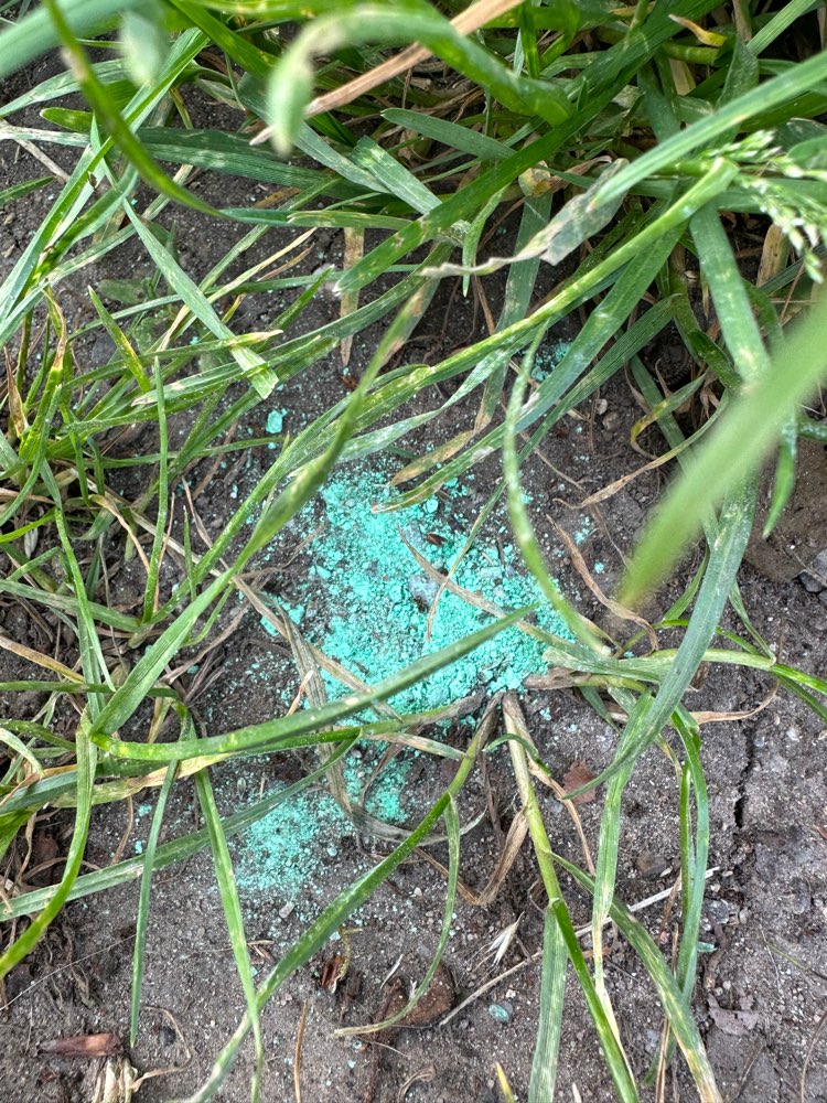 Giftköder-Blaukorn-Profilbild