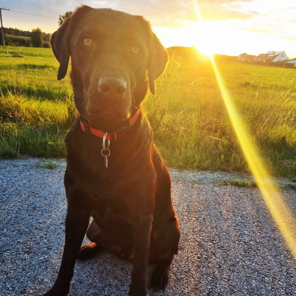 Hundetreffen-Spielkameraden und Austausch-Profilbild