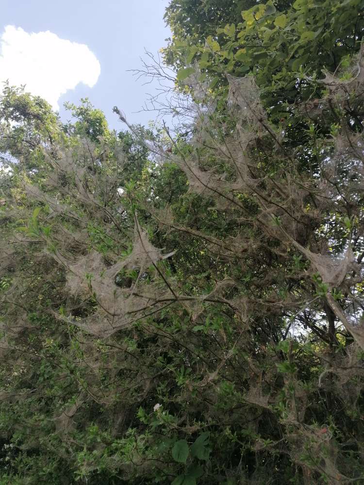 Giftköder-Eichenprozessionsspinner-Profilbild