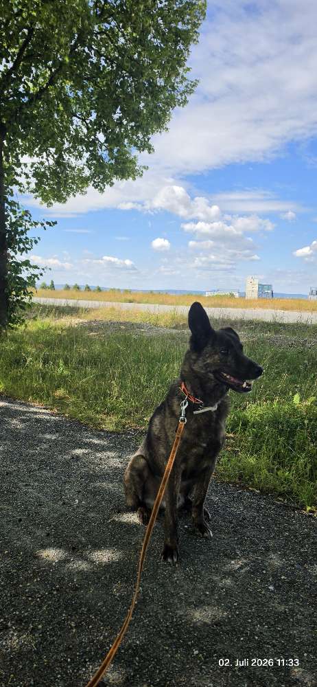 Hundetreffen-Nanu sucht Hundekumpels-Profilbild