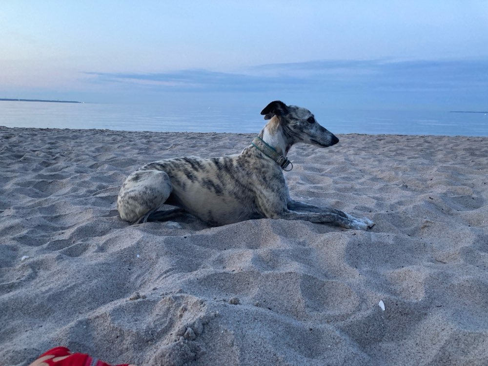 Hundetreffen-Bewegungsfreudige Hunde😅-Profilbild