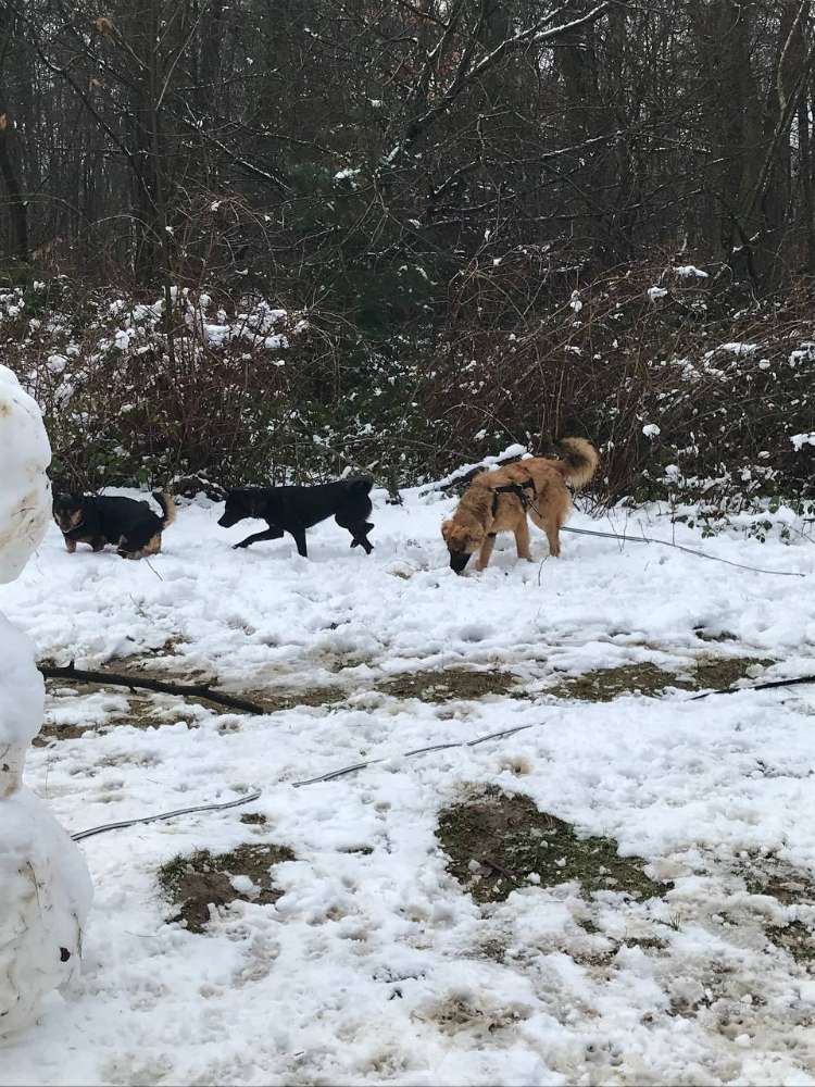 Hundetreffen-Gemeinsames Spazierengehen und Spielen am Venusberg/im Kottenforst-Profilbild