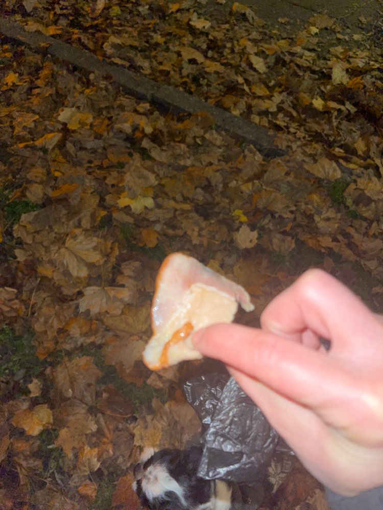 Giftköder-Fleisch auf Wiese verteilt-Profilbild