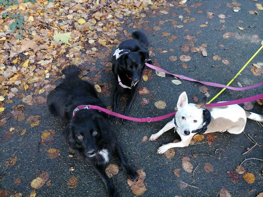 Hundetreffen-Suche gassifreunde-Profilbild