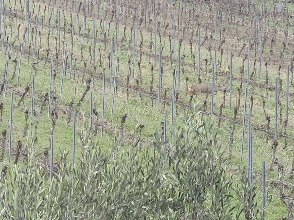 Giftköder-Treibjagd (?)-Profilbild