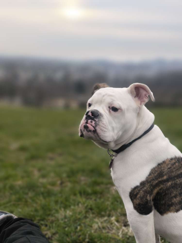 Hundetreffen-Spielkameraden gesucht-Profilbild