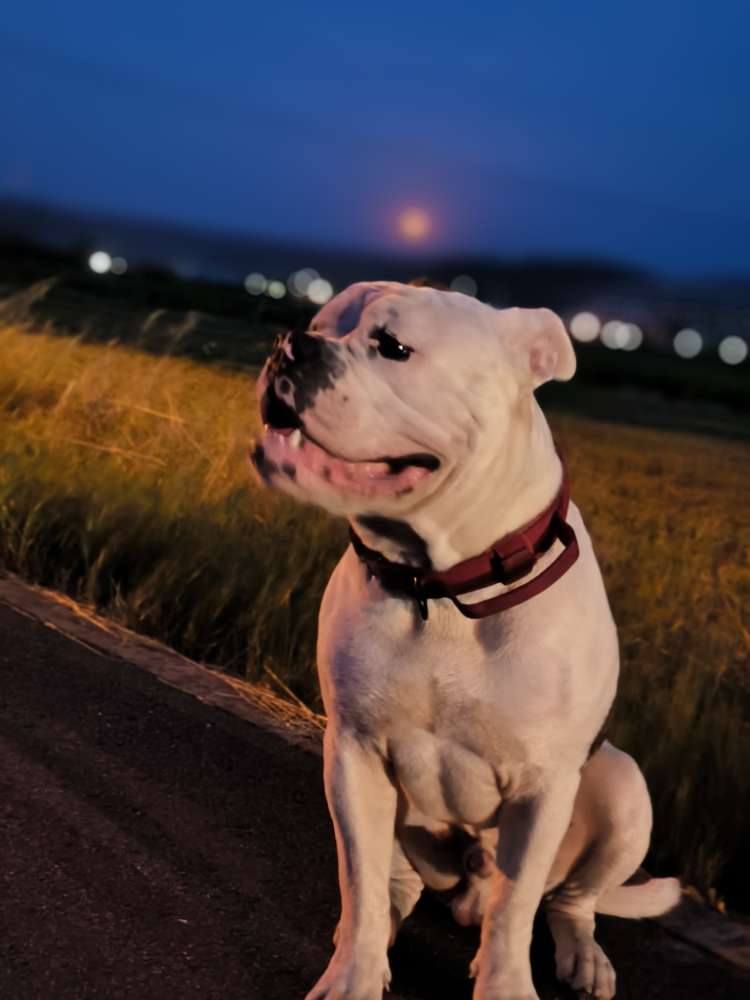 Hundetreffen-Spiel und Trainingspartner gesucht-Profilbild