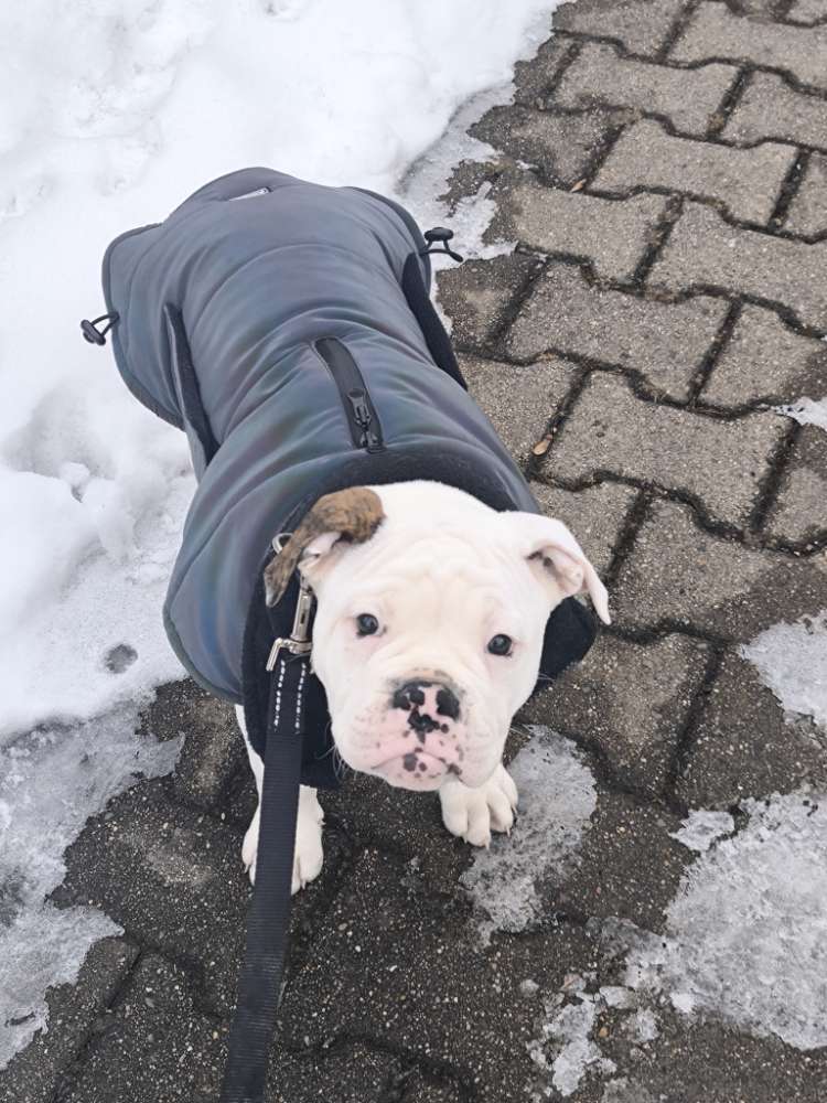 Hundetreffen-Suchen soziale Kontakte zu anderen Hunden-Profilbild