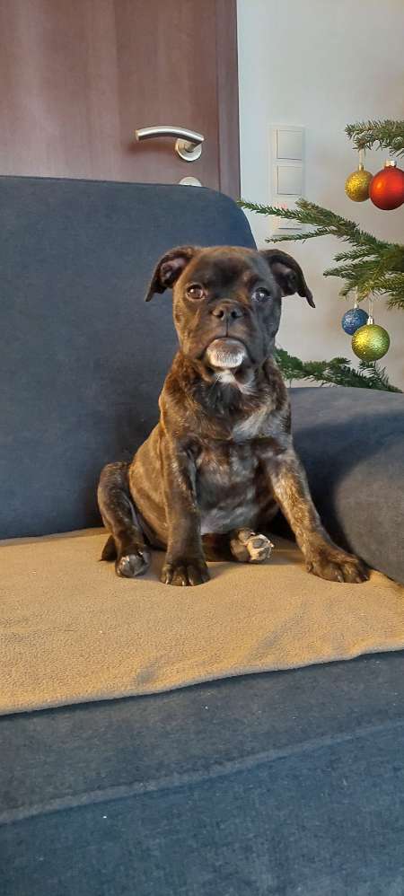 Hundetreffen-Spielpartner gesucht-Profilbild