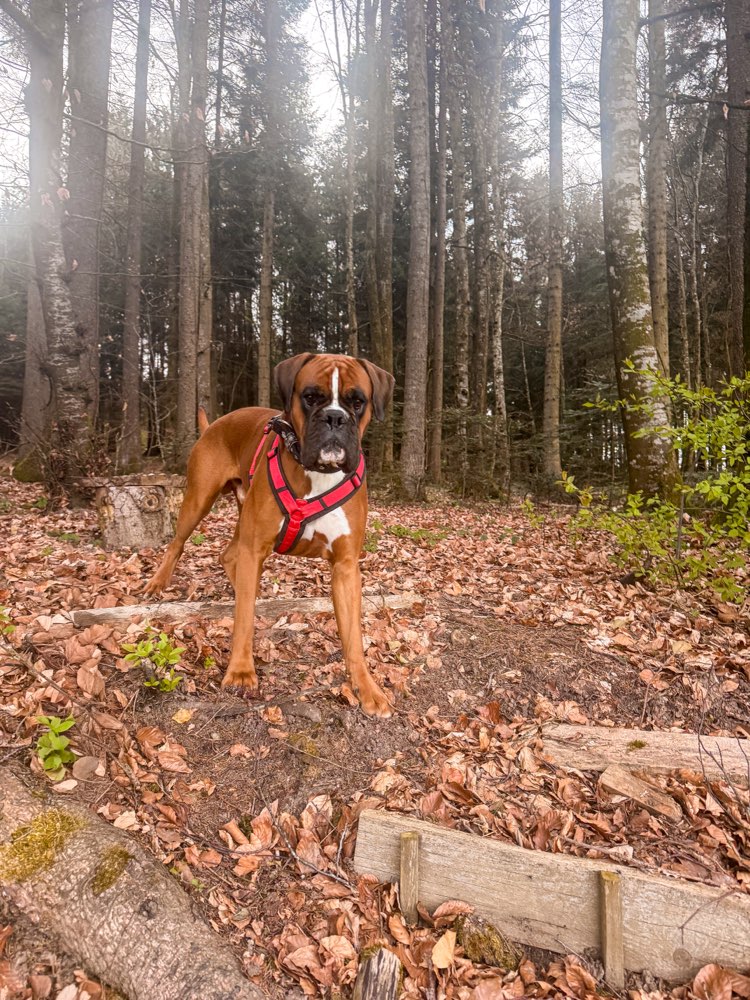 Hundetreffen-Trainingspartner um Hundebegegnungen zu üben-Profilbild