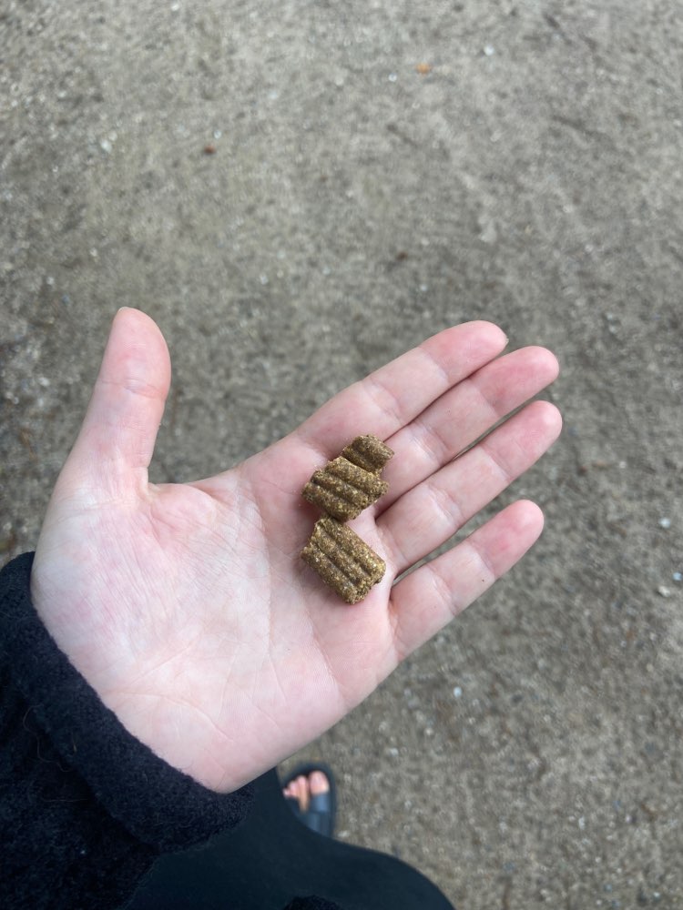 Giftköder-Ausgelegte Kekse-Profilbild