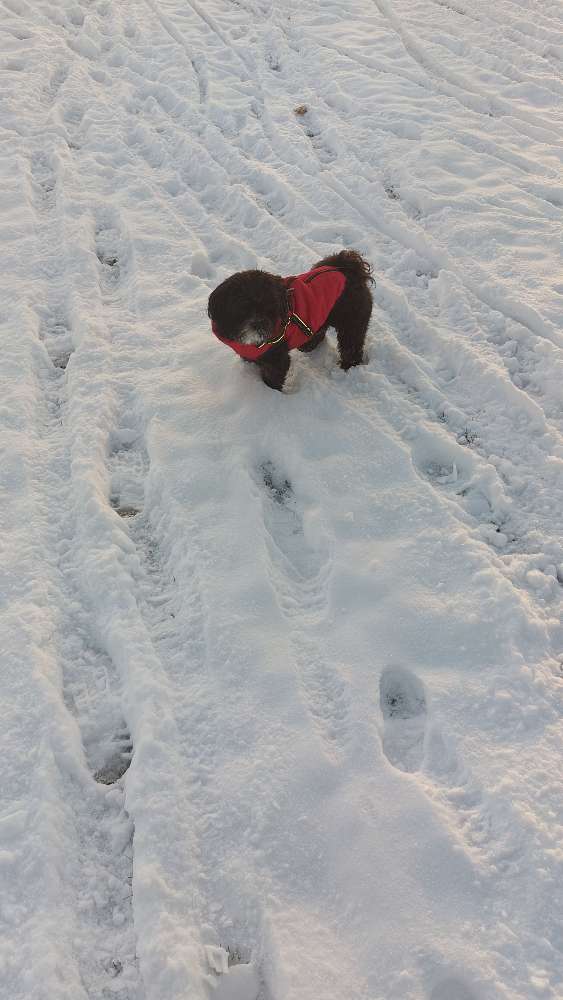 Hundetreffen-Hundetreffen-Profilbild