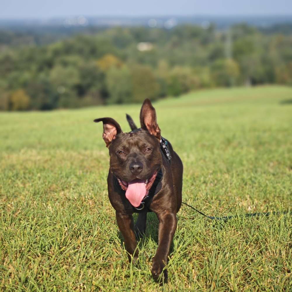 Hundetreffen-Spiel- und Trainingstreffen-Profilbild