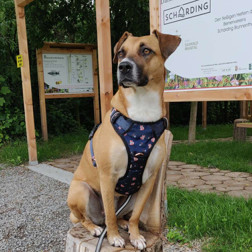 Hundetreffen-Social walk-Profilbild