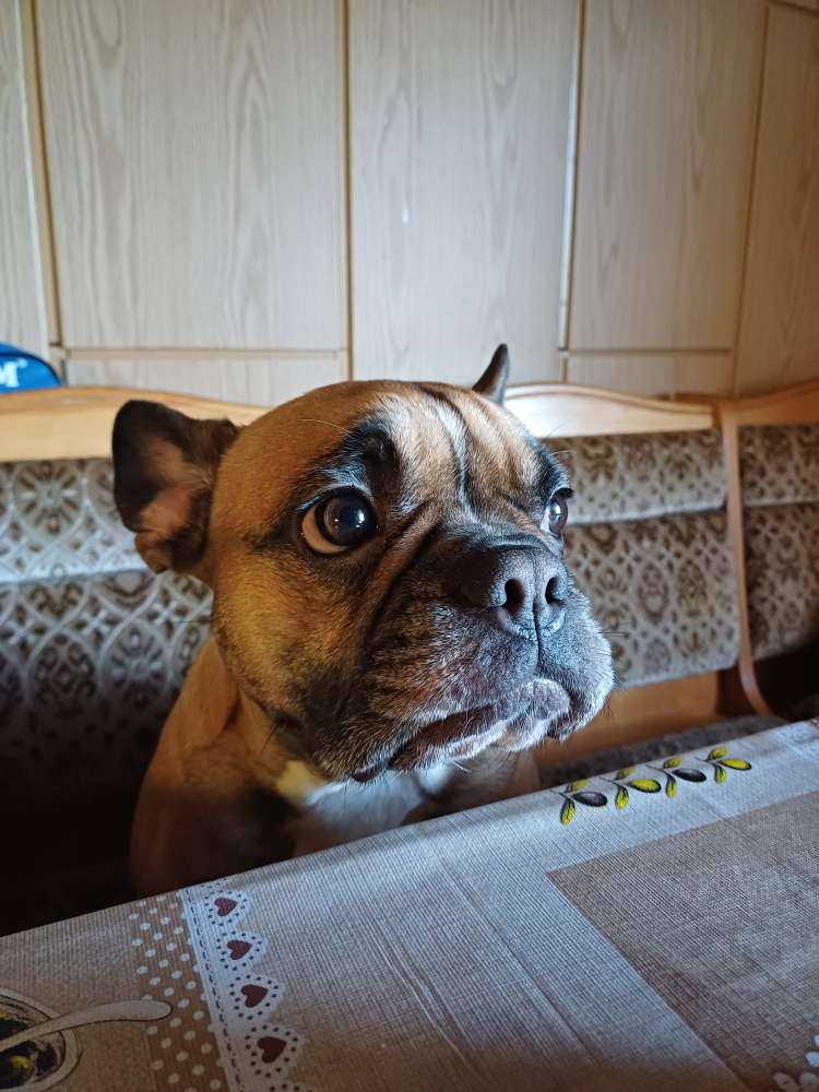 Hundetreffen-Übung um keine Angst vor großen/fremden Hunden zu haben-Profilbild