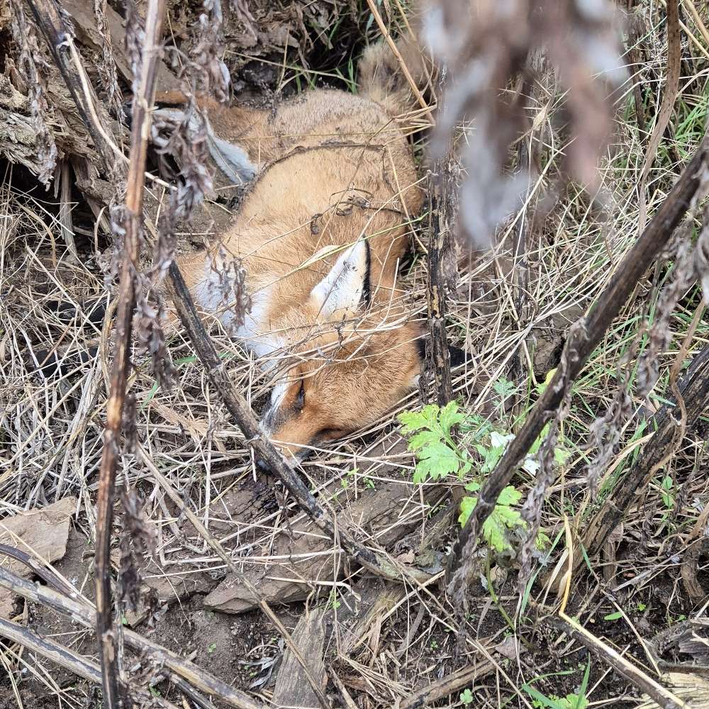 Giftköder-Toter Fuchs-Profilbild