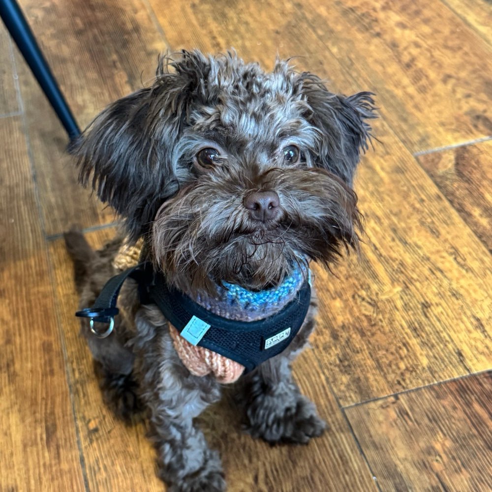 Hundetreffen-Eddie sucht Freunde-Profilbild