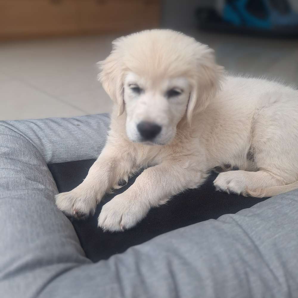 Hundetreffen-Welpentreffen Nähe 44328-Profilbild