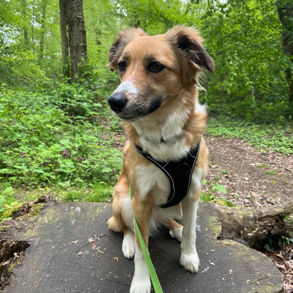 Hundetreffen-Social Walks oder Spaziergänge in netter Gesellschaft-Profilbild