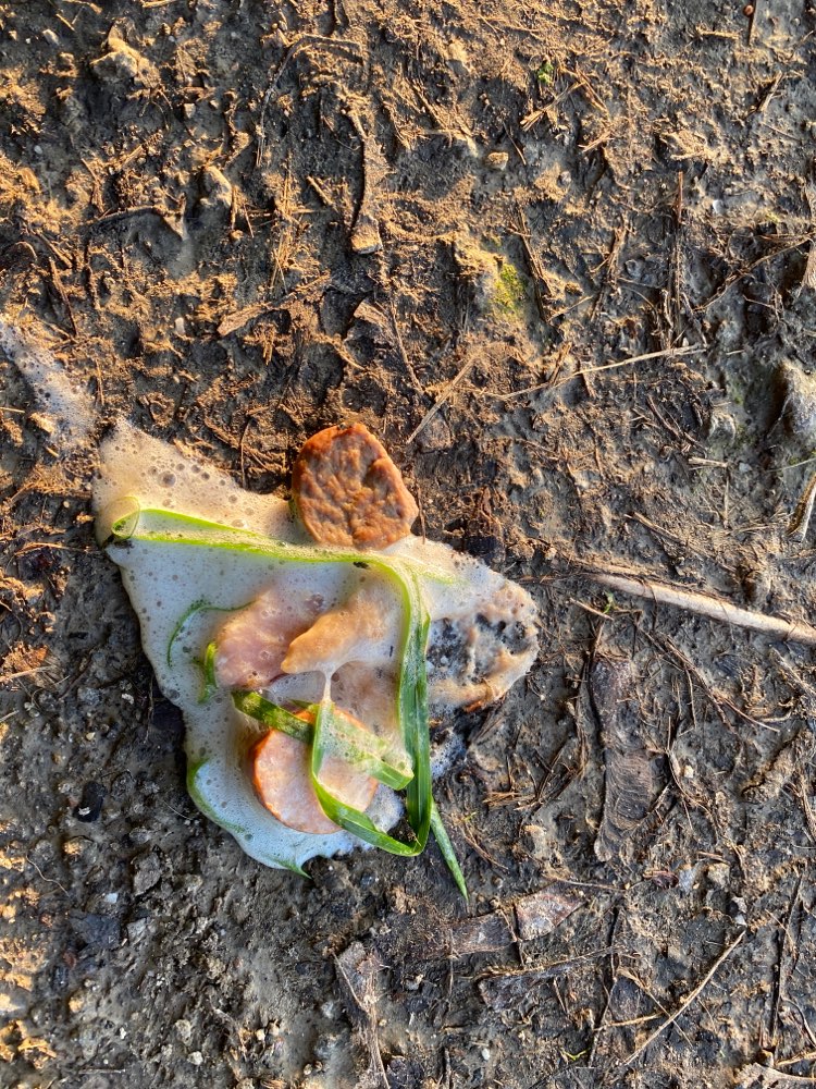 Giftköder-Evtl Giftköder-Profilbild