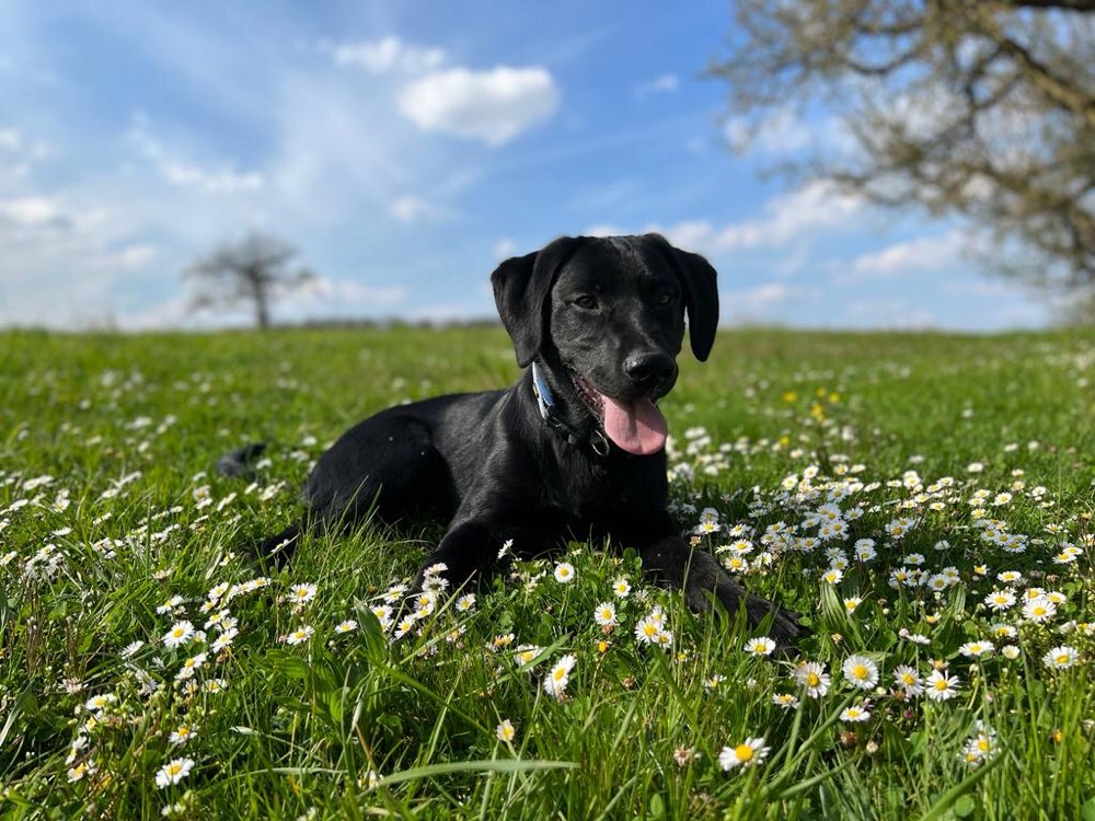 Hundetreffen-Gassi und spielen-Profilbild