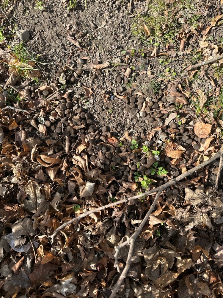 Giftköder-Trockenfutter in Laub-Profilbild