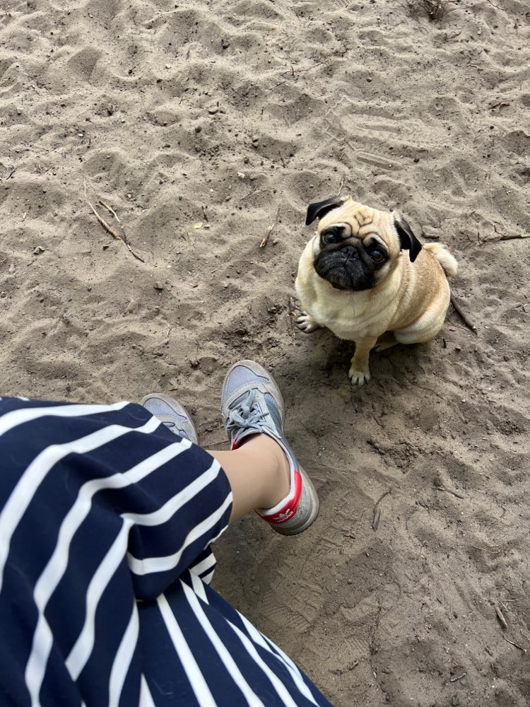 Hundetreffen-Gassirunde 🐾-Profilbild