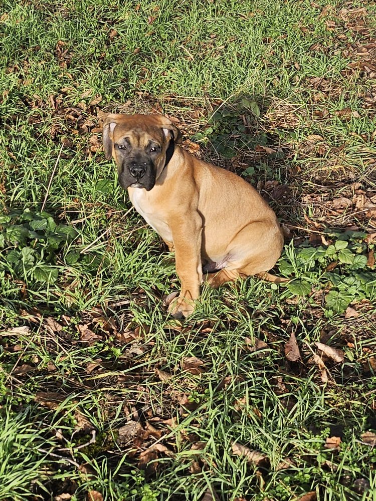 Hundetreffen-Spielkamerad gesucht-Profilbild