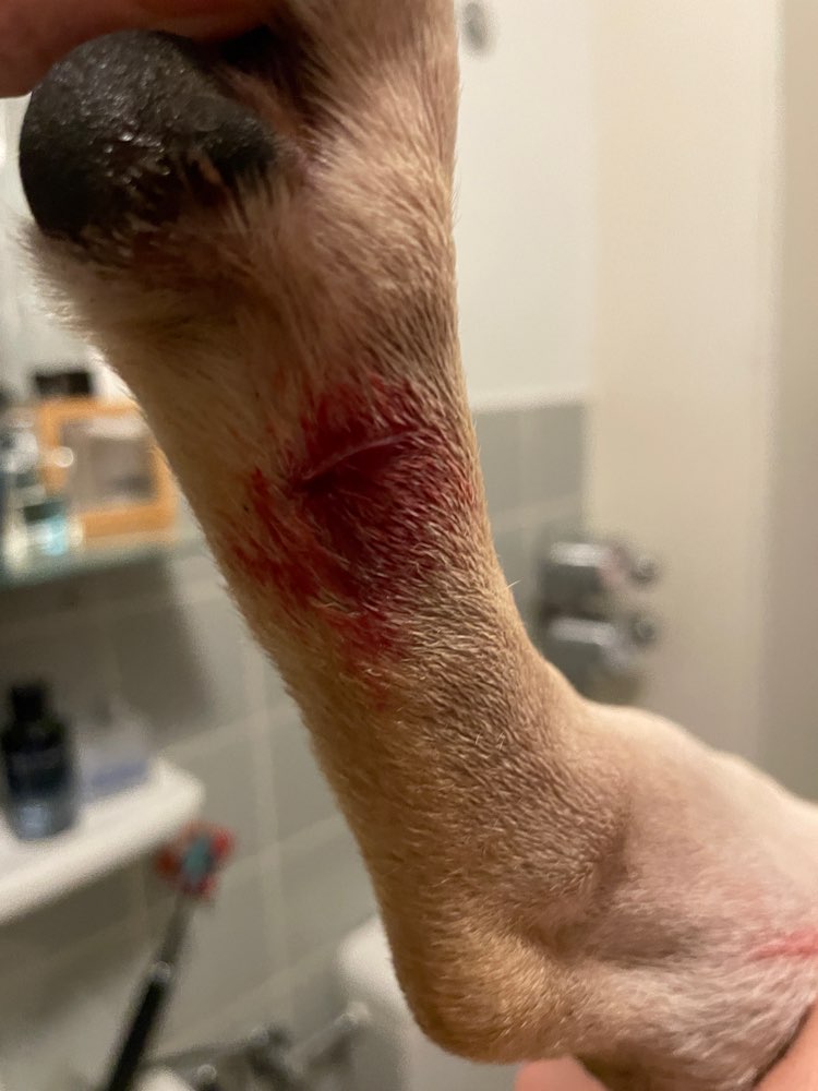 Giftköder-Glasscherben-Profilbild