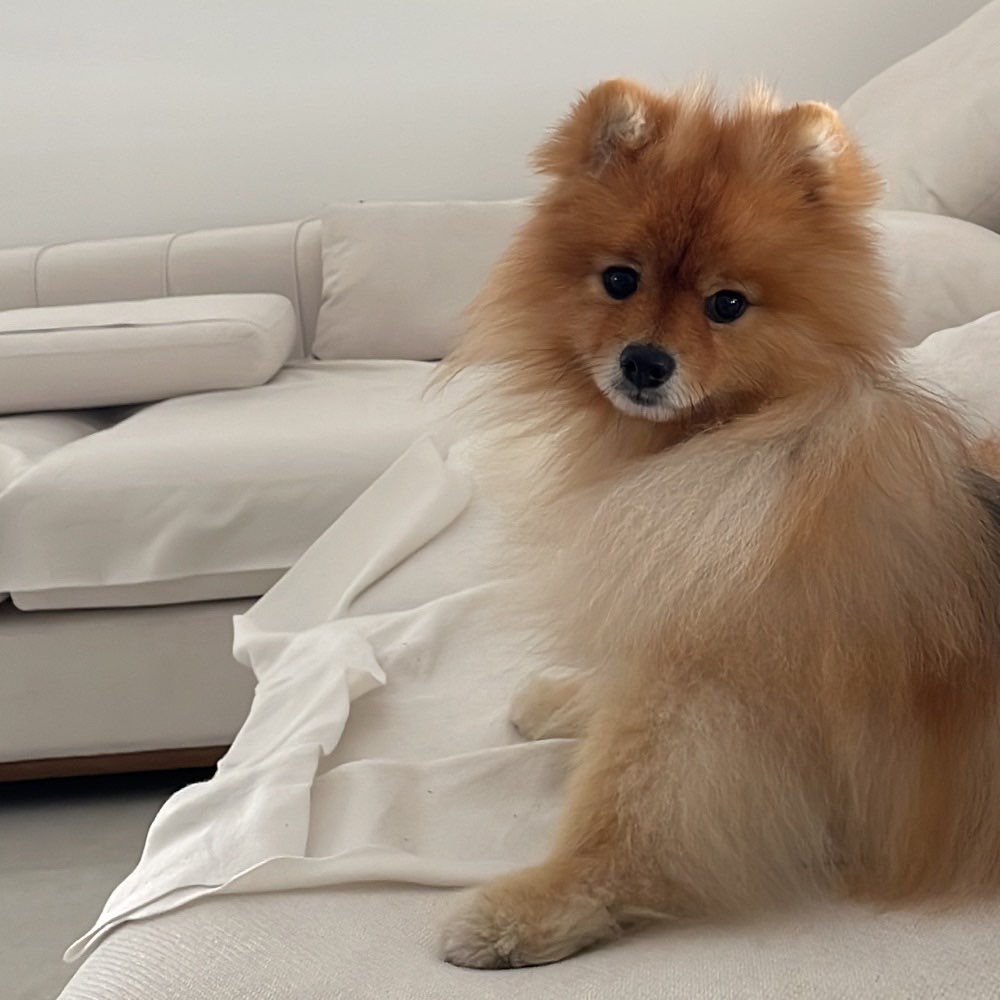 Hundetreffen-Spielpartner gesucht-Profilbild