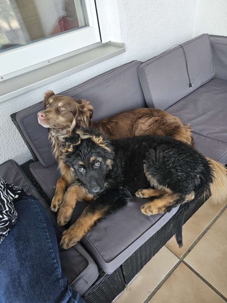 Hundetreffen-Spielen an der Hundewiese in Burghausen-Profilbild