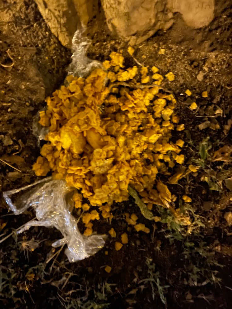 Giftköder-Viele Essenreste direkt am Baum-Profilbild