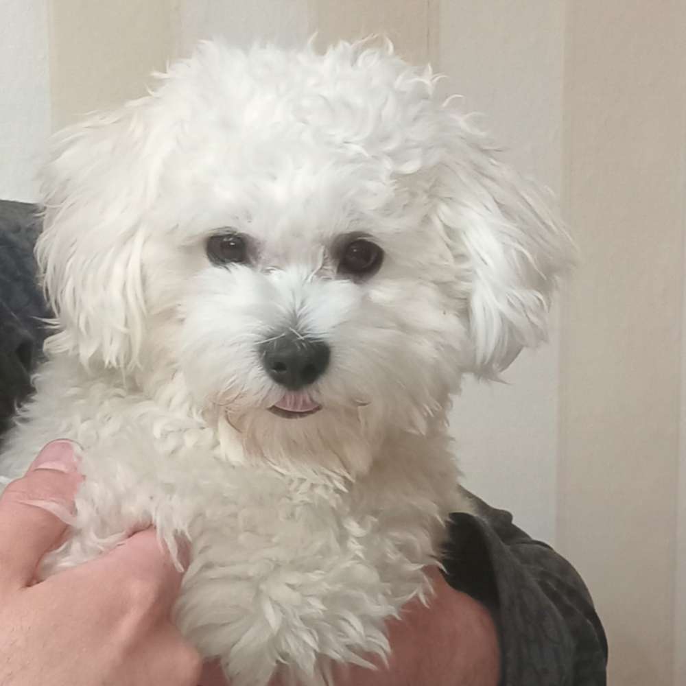 Hundetreffen-Suche Spiel Kameraden in woltmershausen-Profilbild