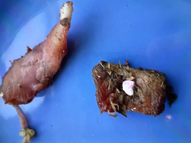 Giftköder-Giftköder-Profilbild