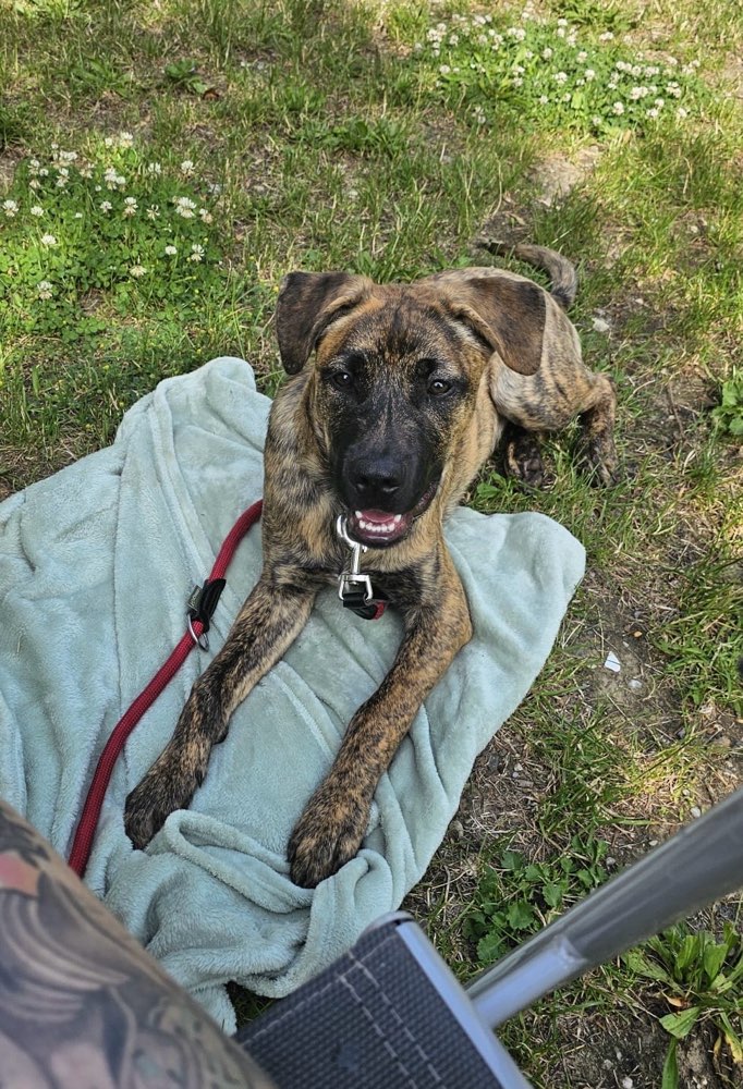 Hundetreffen-Gassi runde im hardter Wald-Profilbild