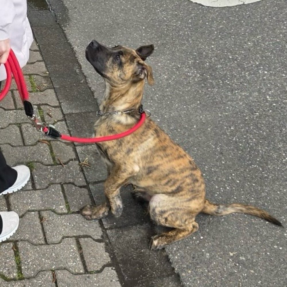 Hundetreffen-Gassi/spiele runde an/im hardter Wald-Profilbild