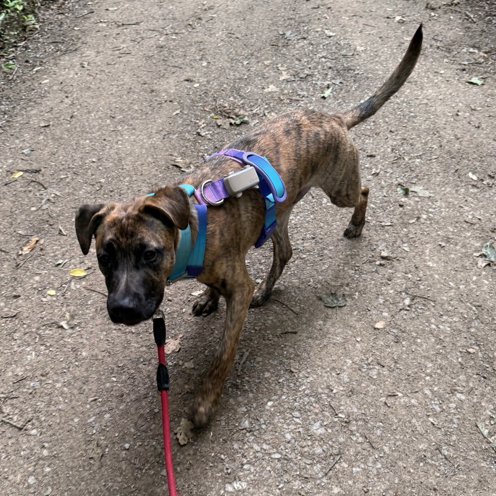 Hundetreffen-Gassi Oder soziale spielrunden-Profilbild