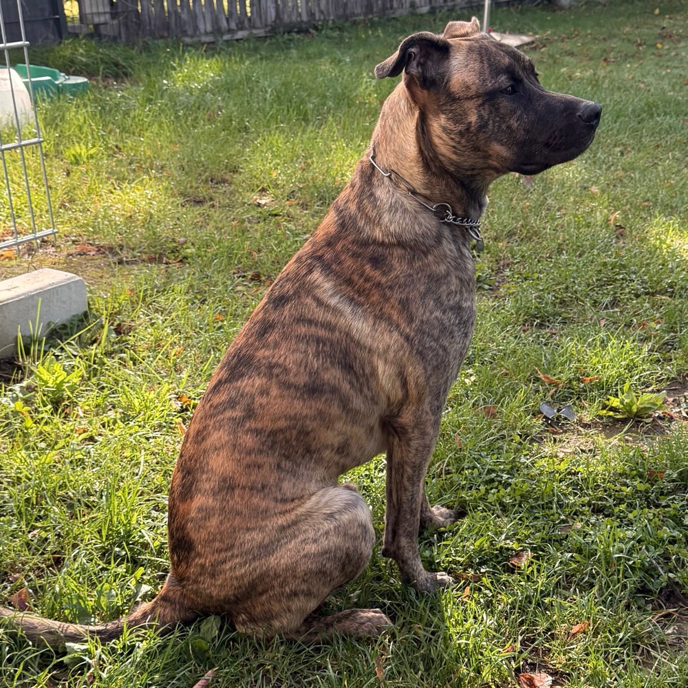 Hundetreffen-Übungs treffen für entspannte Spaziergänge/spielen-Profilbild