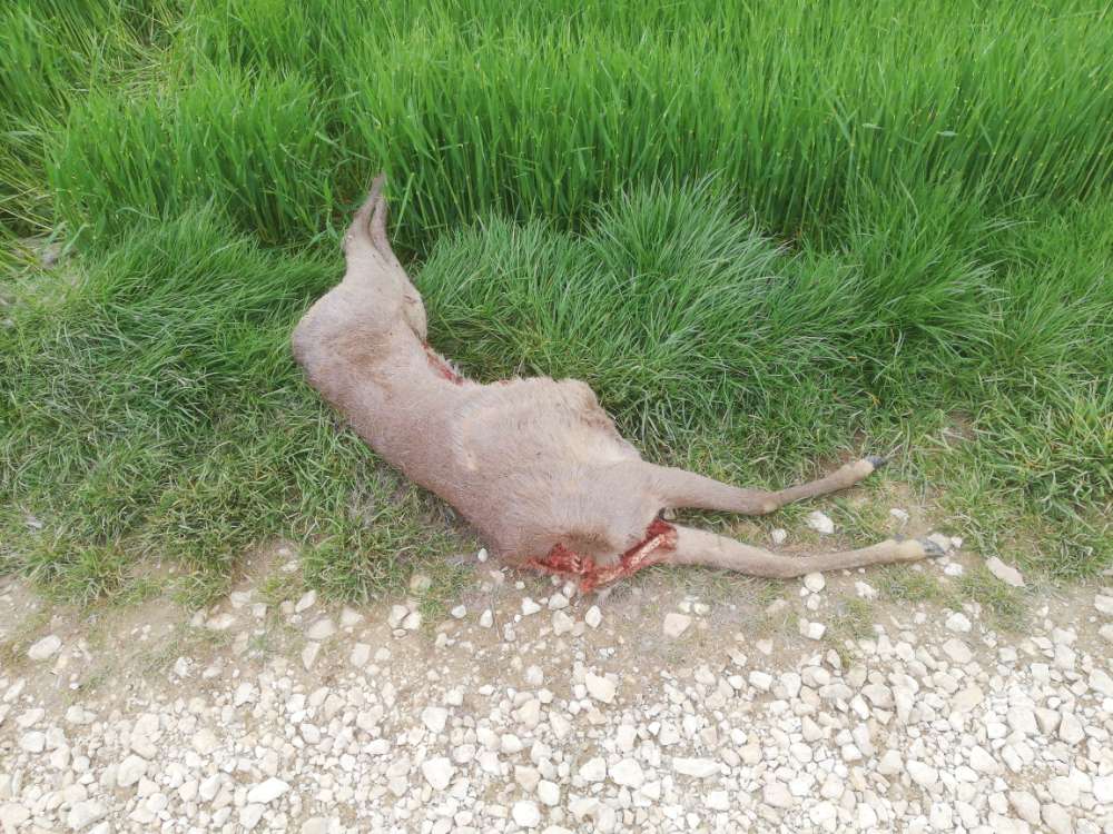 Giftköder-Rehkadaver-Profilbild