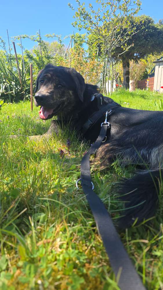 Hundetreffen-Gassirunde in Chemnitz-Profilbild